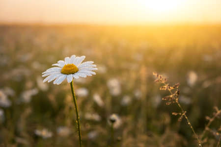Closeup photo of a chamomile flower. Lonely daisy during sunsetの写真素材