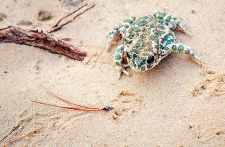 Toad Sits on a sand and Waitsの写真素材
