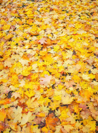 Autumn colorful orange, red and yellow maple leaves as background Outdoor.