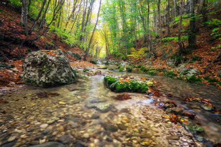 Autumn creek woods with yellow trees foliage and rocks in forest mountain.の写真素材