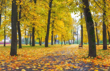 Colorful golden foliage in the autumn park. Beautiful high trees. Composition of natureの写真素材