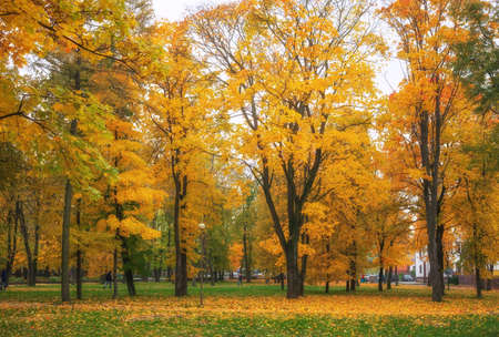 Colorful golden foliage in the autumn park. Beautiful high trees. Composition of natureの写真素材