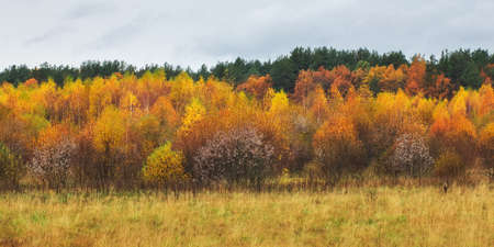 Beautiful colorful autumn forest, cloudy rainy weather. Landscape with multi-colored trees. composition of natureの写真素材