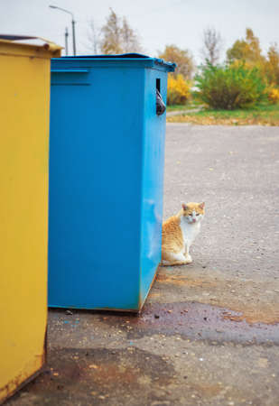 A homeless sad red-haired cat near the garbage cans on a rainy cloudy dayの写真素材