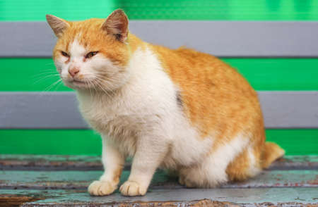 Red-haired dissatisfied cat sitting on an old benchの写真素材