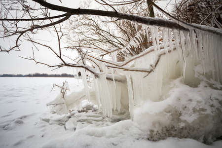 Icicles and icy frozen branches of tree at the coast. Beautiful winter scene.の写真素材