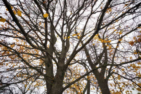 Colorful leaves on a trees. Fall background with tree branches and cloudy weather
