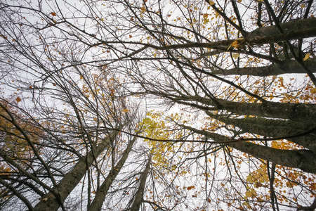 Colorful leaves on a trees. Fall background with tree branches and cloudy weather
の写真素材