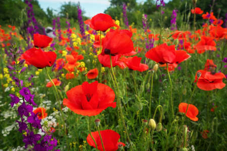 Beautiful colorful flowers, poppies on the fieldの写真素材