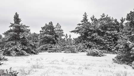 Winter landscape. Forest in snow. Black and white image. Composition of nature.
の写真素材