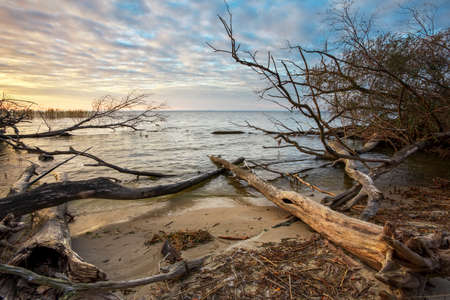 Driftwoods. Grey tree branches lying over the water, dry dead wood in a lakeの写真素材