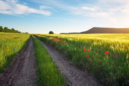 Landscape with dirt road between meadow early in the spring. Agriculture, fields and pastures....