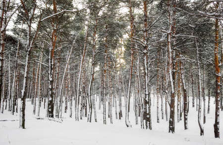 Winter landscape. Trunks of fir trees covered with snow.の写真素材