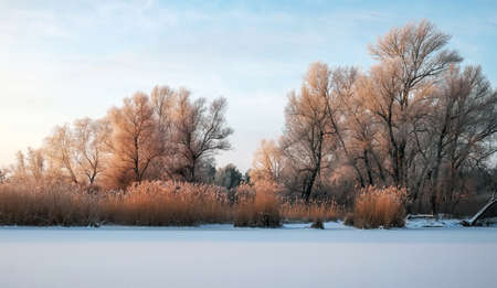 Beautiful winter landscape. The branches of the trees are covered with hoarfrost. Foggy morning sunrise. Colorful eveningの写真素材