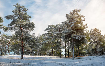 Winter landscape. Fir trees covered with snow.