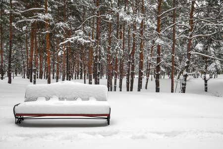 Snow on bench in park at winter time. の写真素材