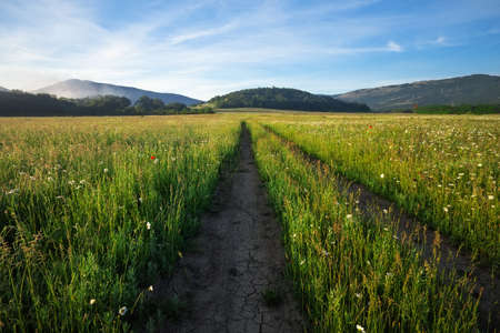 Landscape with dirt road between meadow in the spring. Agricultural, fields and mountain.