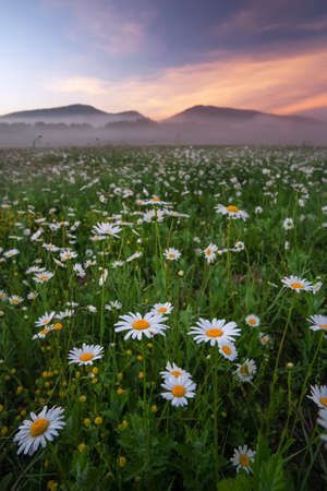 Daisies in the field near the mountains. Meadow with flowers and fog at sunset. 
の写真素材