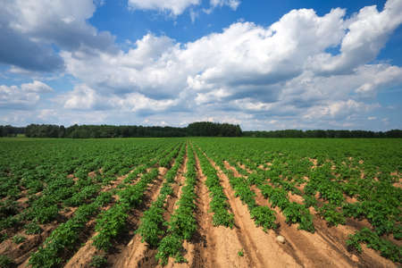 Rows on the field. Agricultural landscape in the summer timeの写真素材