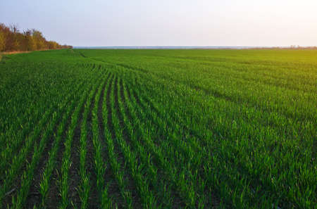 A green field during sunset as a background.