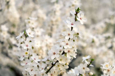 Spring flowering on the tree. Beautiful White flowers.
