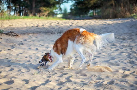 Russian Wolfhound Dog, Borzoi play with bottle, Sighthound, Russkaya Psovaya Borzaya, Psovi. Killer of wolves. One of the fastest hunting dogs in the world. Springtime, Outdoorsの写真素材