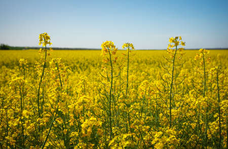 Beautiful landscape with field of yellow canola and blue sky. Brassica napus L. closeupの写真素材
