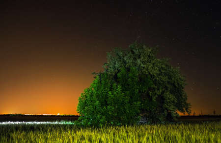 Night in countryside. Alone tree at fieldの写真素材