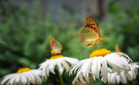 Close-up butterfly on white flower. Colorful Urticaria butterfly sitting on chamomile flowers.の写真素材