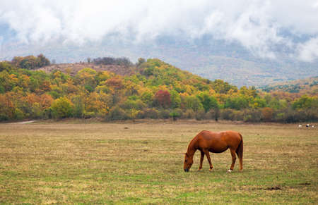 Horse graze near the mountain in the pasture in the autumn.の写真素材