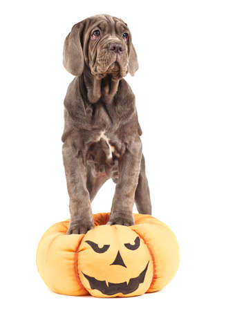 Italian mastiff cane corso on toy pumpkin to Halloween on white backgroundの写真素材