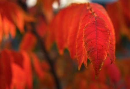 Red autumn leaves, very shallow focus, close-up