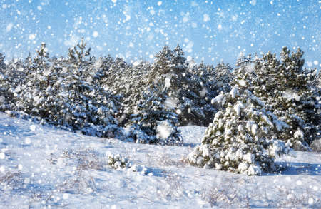 Snowflakes falling from the sky. Spruces covered with hoarfrost and snow. Winter forest