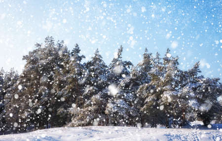 Snowflakes falling from the sky. Spruces covered with hoarfrost and snow. Winter forestの写真素材