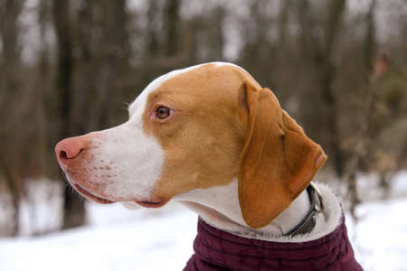 Pointer dog in winter hunting. Cold weather, snow. Snoop seeks prey