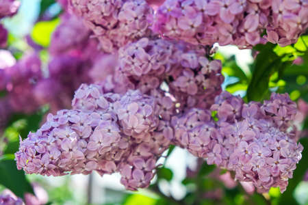 Purple lilac bush blooming in May day
の写真素材