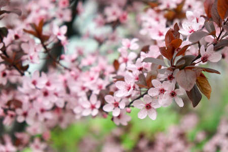 Pink flowers on a tree. Cherry blossom at the park. Spring sunny day