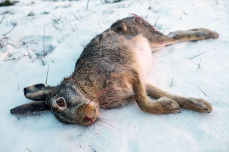 Dead hare on the snow. Winter hunting for hares.の写真素材