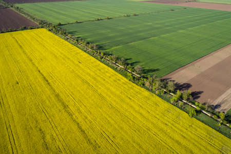 Beautiful yellow and green fields, aerial view.