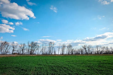 A green field and blue sky as a background.の写真素材