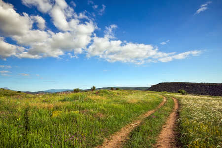 Summer landscape with green grass, road and trees