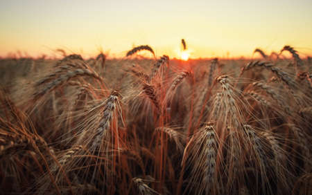 Wheat field. Ears of golden wheat close up. Beautiful Nature Sunset Landscape. Rural Scenery under...