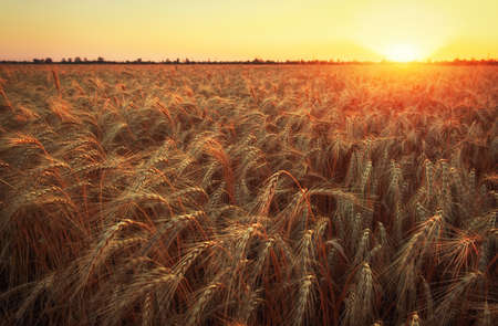 Wheat field. Ears of golden wheat close up. Beautiful Nature Sunset Landscape. Rural Scenery under Shining Sunlight. Background of ripening ears of meadow wheat field. Rich harvest Conceptの写真素材