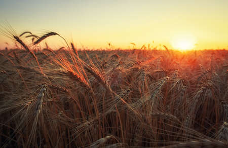 Wheat field. Ears of golden wheat close up. Beautiful Nature Sunset Landscape. Rural Scenery under Shining Sunlight. Background of ripening ears of meadow wheat field. Rich harvest Conceptの写真素材