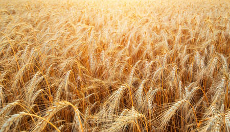 Background of wheat field with ripening golden ears closeupの写真素材