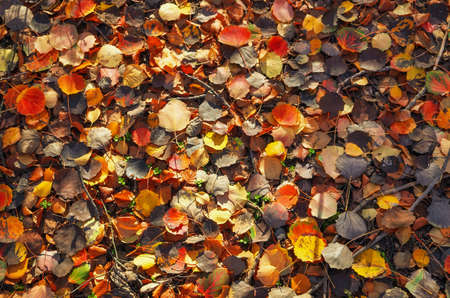 Background of colorful leaves. Autumn photo taken in the forest