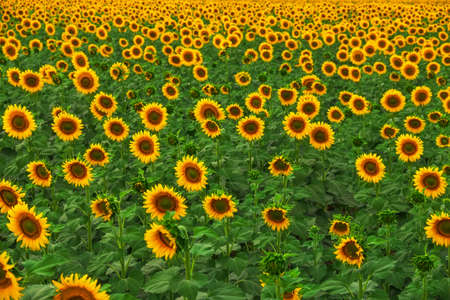 Sunflower in summer. Sunflowers growing in the field, backgroundの写真素材