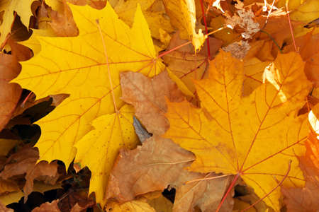 Autumn colorful orange, red and yellow maple leaves as background Outdoor.の写真素材