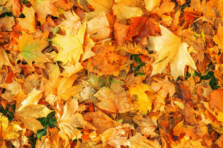 Autumn colorful orange, red and yellow maple leaves as background Outdoor.の写真素材