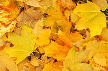 Autumn colorful orange, red and yellow maple leaves as background Outdoor.の写真素材